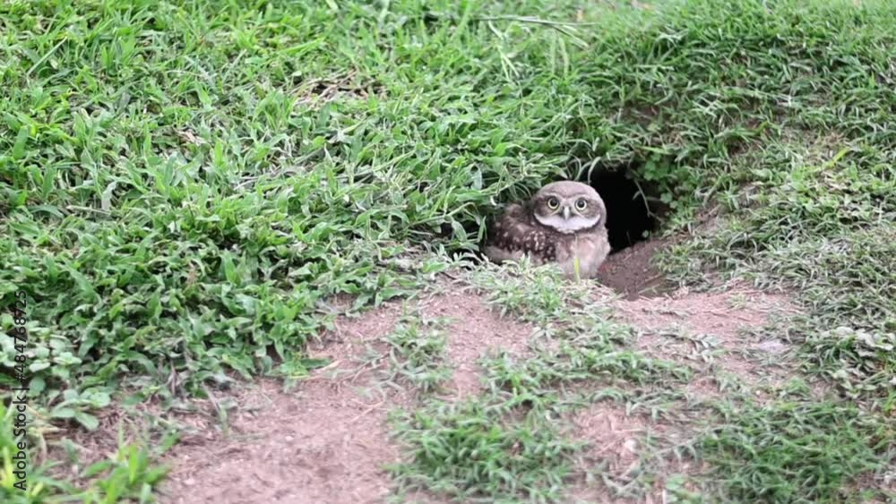 owl at the door of his cave house in slow motion owl at the door of his cave house in slow motion