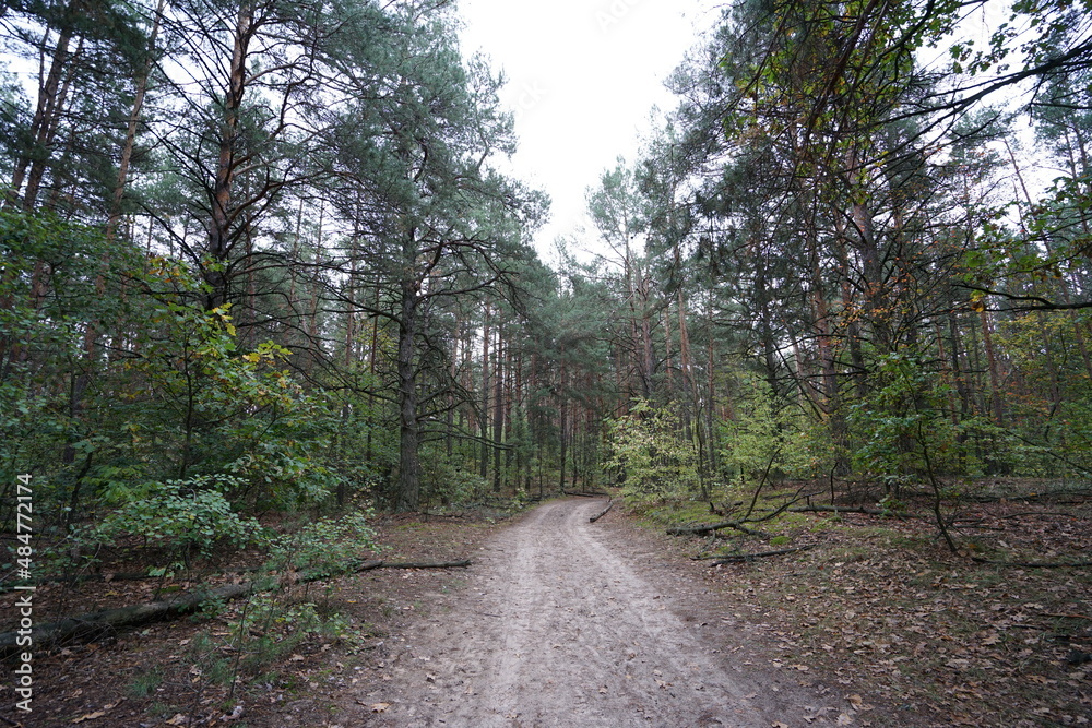 road in the woods road in the woods