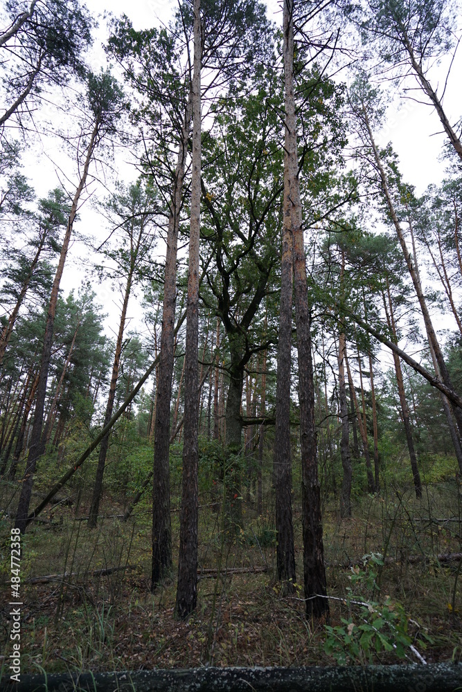 Obraz premium trees in the woods