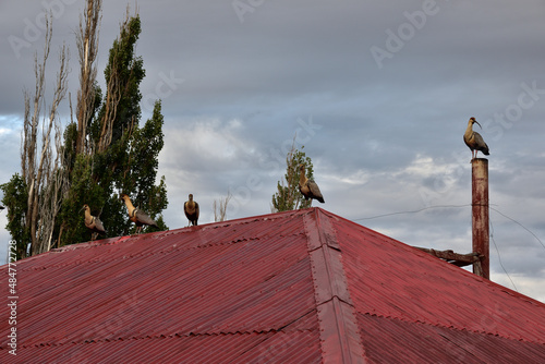 Cinco bandurrias sobre un techo rojo con cielo nublado y arboles de fondo