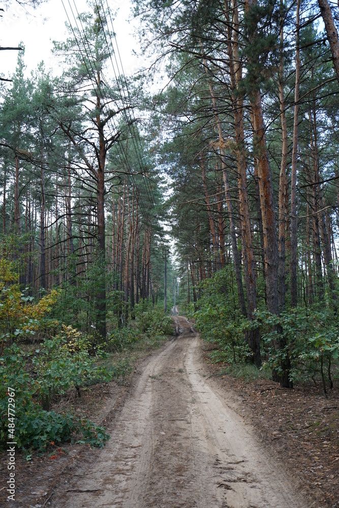road in the woods road in the woods