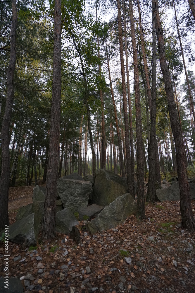 Fototapeta premium path in the woods