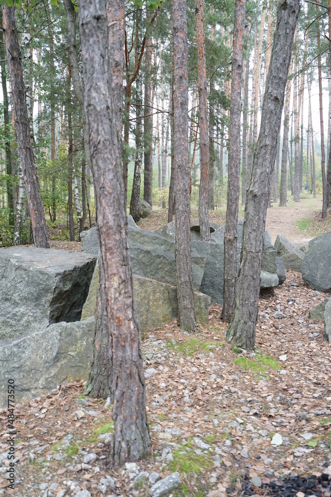 path in the woods