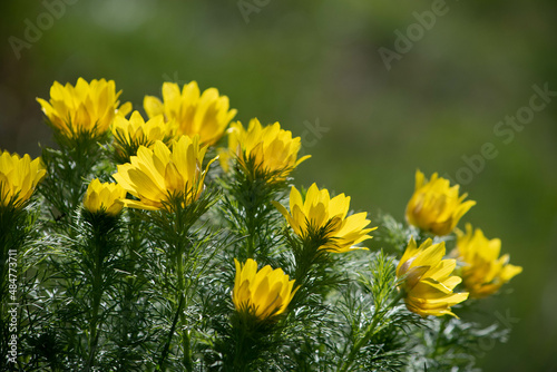 Kwiat miłek wiosenny makro w słoneczny wiosenny dzień