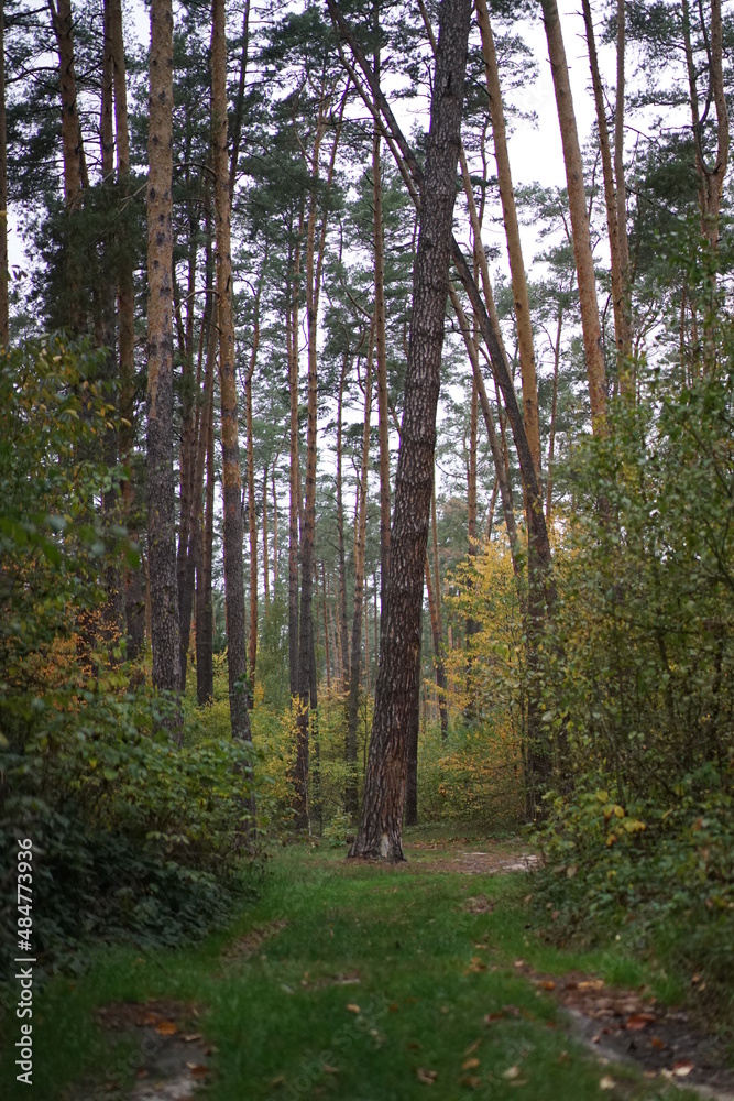 pine forest in the autumn