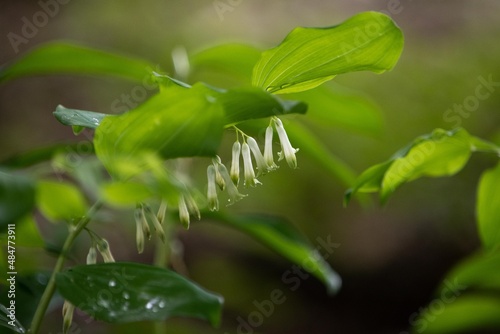 Białe kwiaty kokoryczki rosnącej w cienistym lesie ukryte pod liśćmi photo