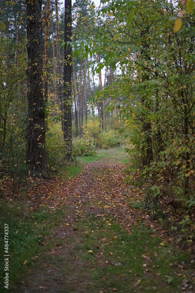 footpath in the woods