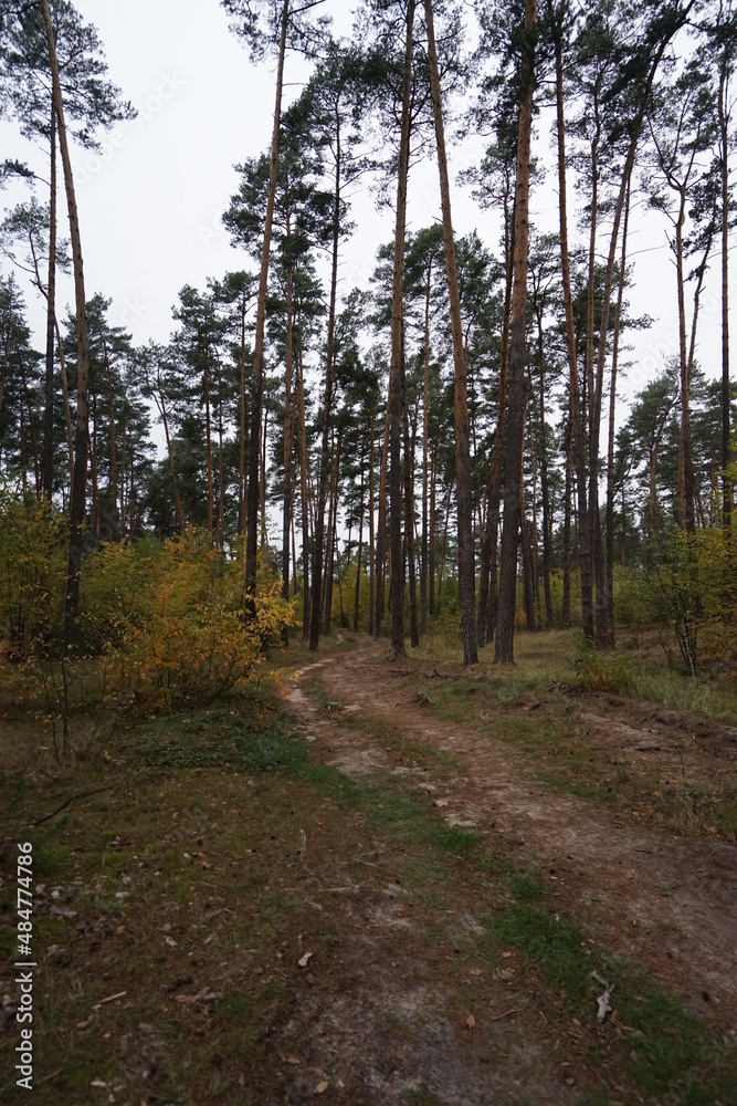 Obraz premium path in the woods