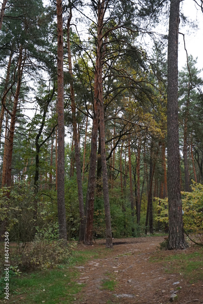Obraz premium path in the woods