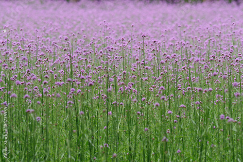 Beautiful purple wild flower field, flower Verbena bonariensis, close up view.