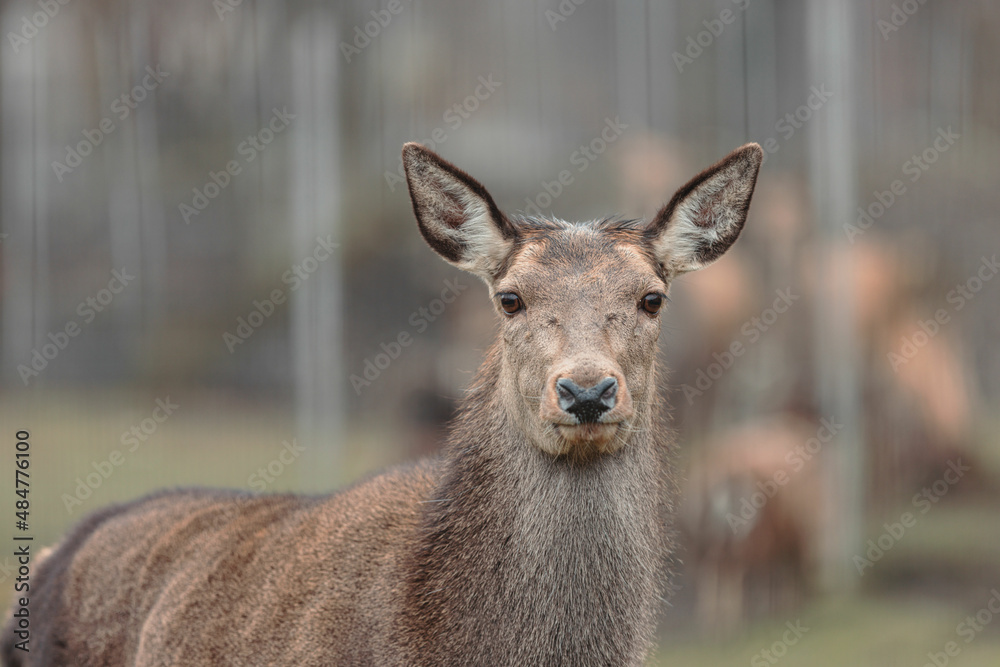 The Red deer (Cervus elaphus) is a very large deer species, characterized by their long legs and reddish-brown coat. Red deer males (stags) fight each other over groups of hinds (female deer)
