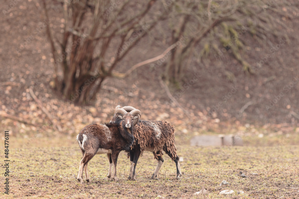 Fototapeta premium The Red deer (Cervus elaphus) is a very large deer species, characterized by their long legs and reddish-brown coat. Red deer males (stags) fight each other over groups of hinds (female deer)