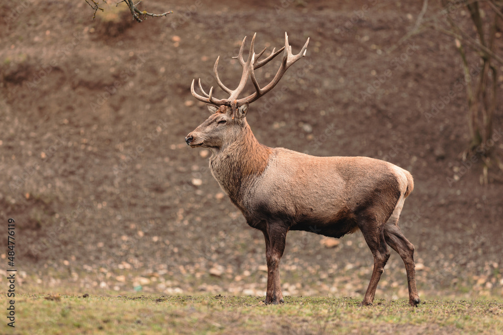 Red deer is one of the largest deer species, and they are relatively