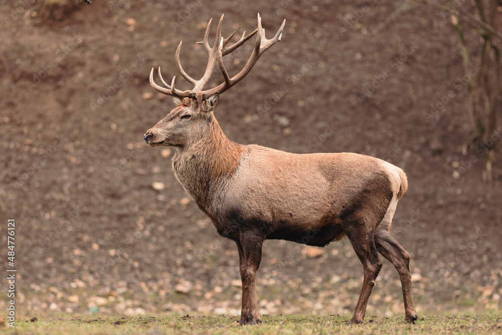 The Red deer (Cervus elaphus) is a very large deer species, characterized by their long legs and reddish-brown coat. Red deer males (stags) fight each other over groups of hinds (female deer) The Red deer (Cervus elaphus) is a very large deer species, characterized by their long legs and reddish-brown coat. Red deer males (stags) fight each other over groups of hinds (female deer)