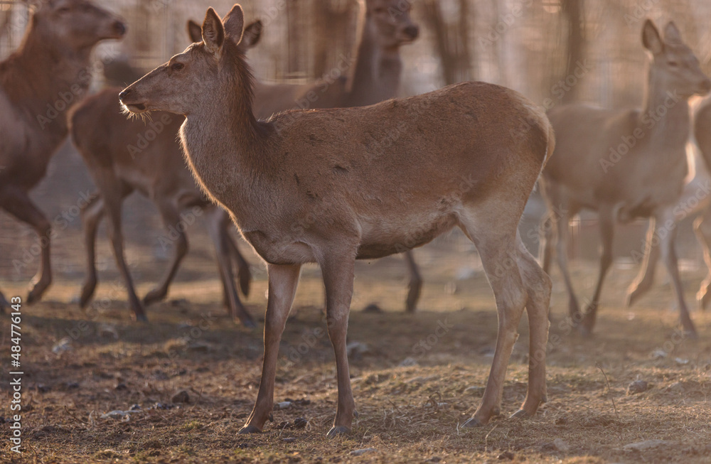 Beautiful hind portrait with majestic powerful adult red deer stag in the background. Male red deer is called a stag or hart, and a female is called a hind Beautiful hind portrait with majestic powerful adult red deer stag in the background. Male red deer is called a stag or hart, and a female is called a hind