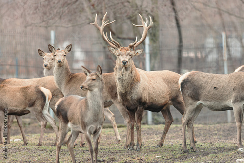 Red deer is one of the largest deer species, and they are relatively easy to identify. Mighty majestic stag is shown in full glory as he stalks along on a grassy field © Damian