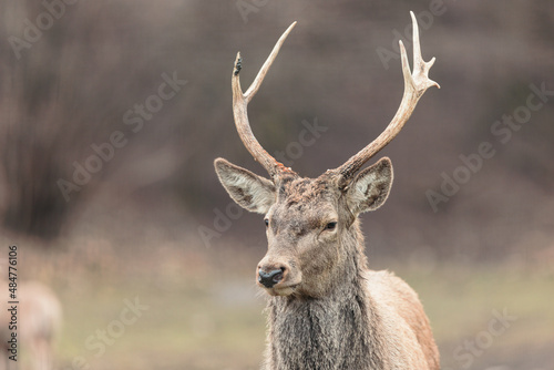 Red deer stag (Cervus elaphus) with hinds in the background. Walk into the majestic background of the red deer stag, you feel like a deer in the middle of a fairytale