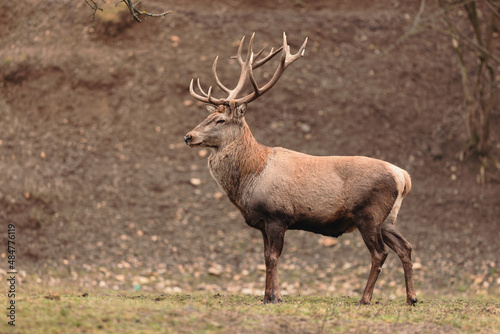 Red deer is one of the largest deer species  and they are relatively easy to identify.  A male red deer is called a stag or hart  and a female is called a hind