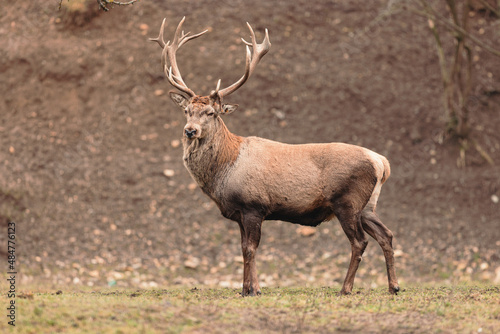 Red deer is one of the largest deer species. Red deer stag  Cervus elaphus  with hinds in the background seen during the annual rutting season