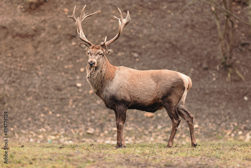 Red deer is one of the largest deer species  and they are relatively easy to identify. Mighty majestic stag is shown in full glory as he stalks along on a grassy field