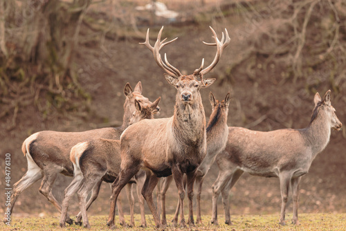 The Red deer (Cervus elaphus) is a very large deer species, characterized by their long legs and reddish-brown coat. Red deer males (stags) fight each other over groups of hinds (female deer) © Damian