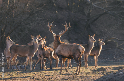 Fototapeta Naklejka Na Ścianę i Meble -  deer stag in the wild