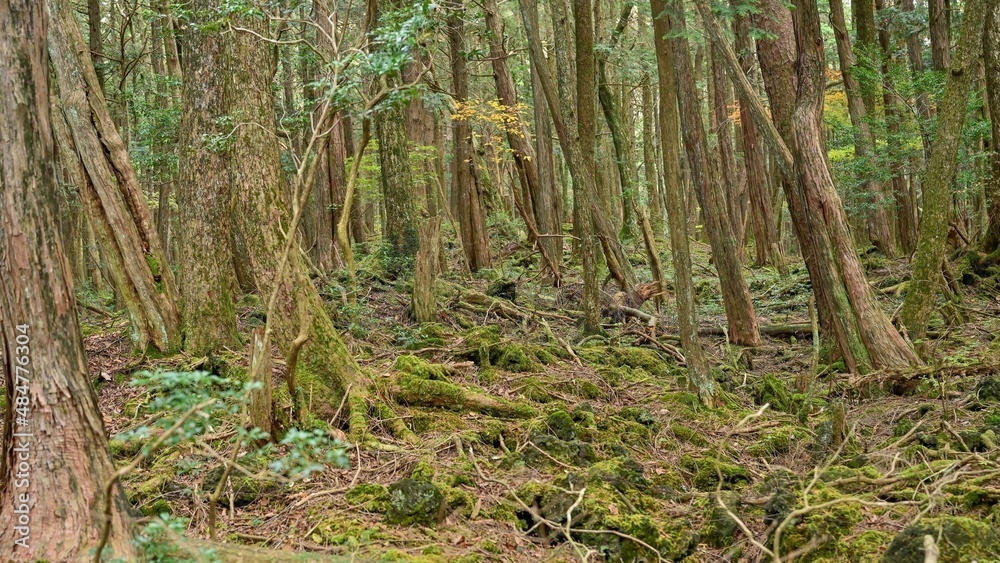 富士山の麓で見た樹海の情景＠山梨