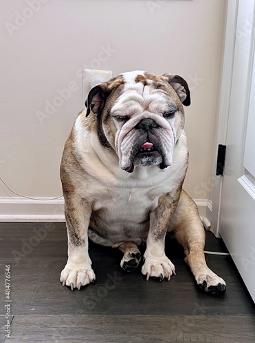Boring face of English Bulldog with Tongue Sticking Out, Front Portrait on the floor in house , bored concept Dog , (English bulldog) bored 