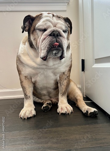 Boring face of English Bulldog with Tongue Sticking Out, Front Portrait on the floor in house , bored concept Dog , (English bulldog) bored 