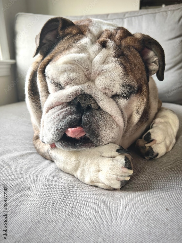 Boring face of English Bulldog with Tongue Sticking Out, Front Portrait ...