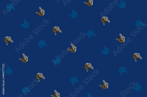 Colorful pattern of cat heads on blue background. Top view. Flat lay. Pop art design