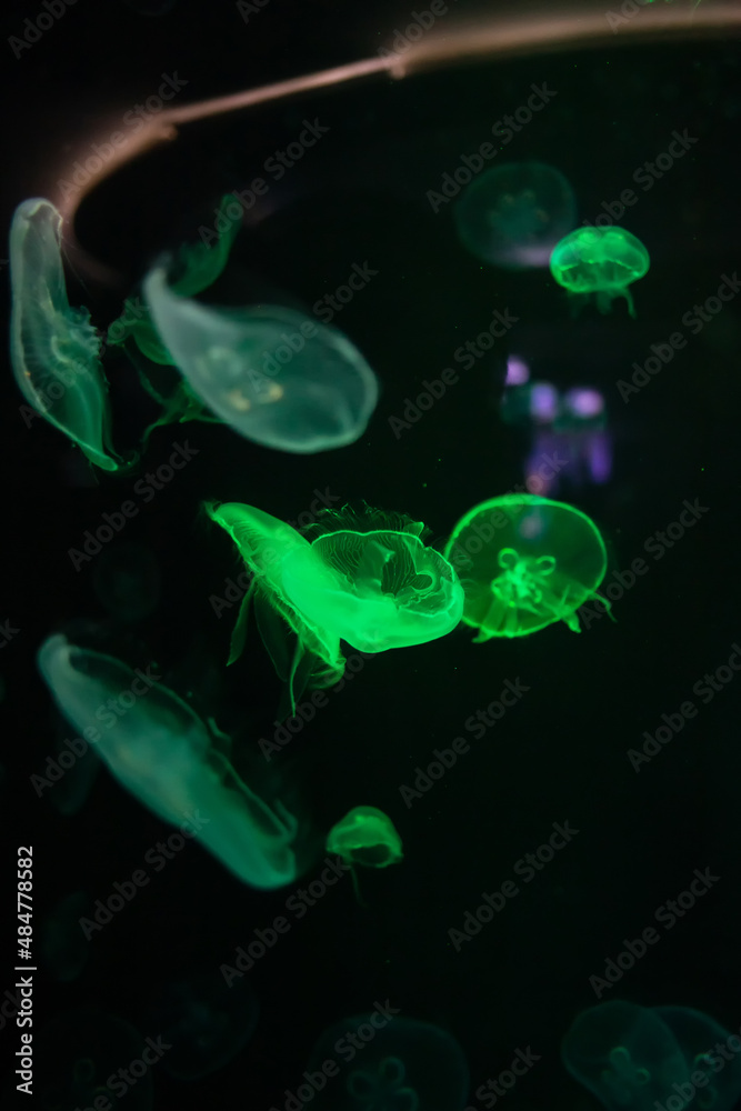 Obraz premium jellyfish and lights