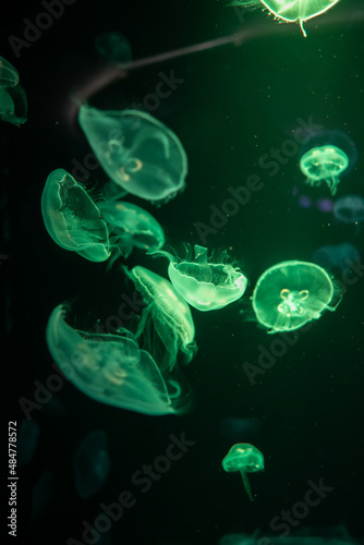 jellyfish and lights © jiratha