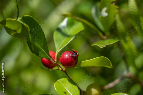 Psidium cattleyanum (World Plants : Psidium cattleianum), commonly known as Cattley guava, strawberry guava or cherry guava, is a small tree (2–6 m tall) in the Myrtaceae (myrtle) family. The species 