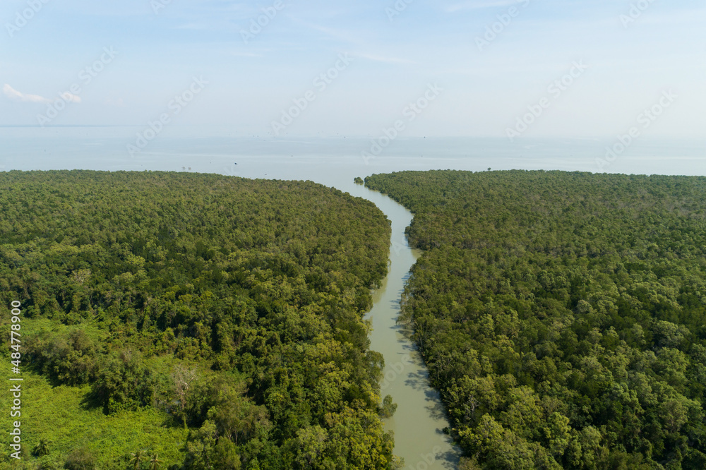 Amazing abundant mangrove forest Aerial view of forest trees Rainforest ecosystem and healthy environment background Texture of green trees forest top down High angle view