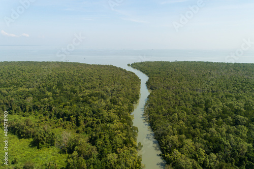 Fototapeta Naklejka Na Ścianę i Meble -  Amazing abundant mangrove forest Aerial view of forest trees Rainforest ecosystem and healthy environment background Texture of green trees forest top down High angle view