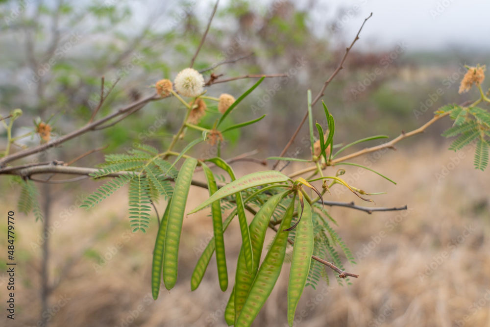Leucaena leucocephala is a small fast-growing mimosoid tree native to southern Mexico and northern Central America. jumbay, white leadtree, river tamarind, ipil-ipil,tan tan, and white popinac. Oahu Leucaena leucocephala is a small fast-growing mimosoid tree native to southern Mexico and northern Central America. jumbay, white leadtree, river tamarind, ipil-ipil,tan tan, and white popinac. Oahu