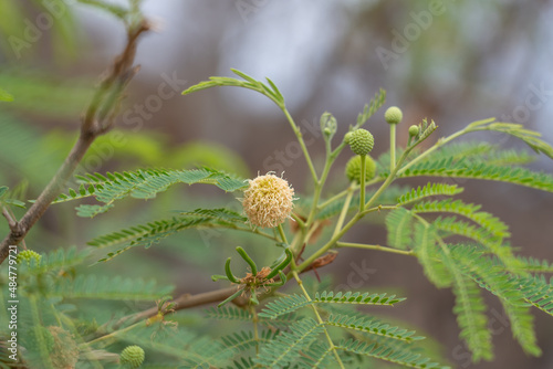 Leucaena leucocephala is a small fast-growing mimosoid tree native to southern Mexico and northern Central America. jumbay, white leadtree, river tamarind, ipil-ipil,tan tan, and white popinac. Oahu  photo
