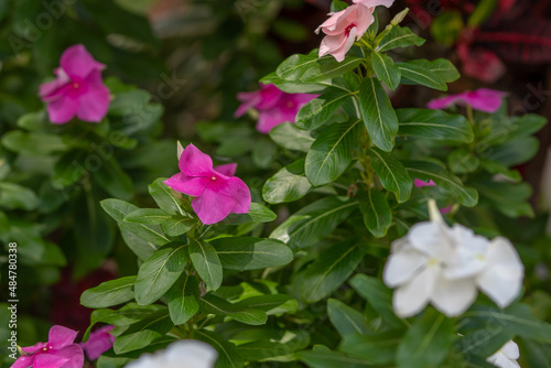 Catharanthus roseus, commonly known as bright eyes, Cape periwinkle, graveyard plant, Madagascar periwinkle, old maid, pink periwinkle, rose periwinkle,[2] is a species of flowering plant in the famil