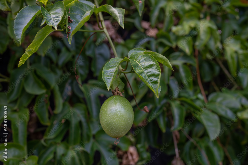 Passiflora edulis, commonly known as passion fruit, is a vine species of passion flower native to southern Brazil through Paraguay and northern Argentina. It is cultivated commercially in tropical and