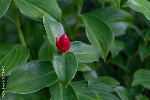 Costus is a group of herbaceous perennial plants in the family Costaceae, described by Linnaeus as a genus in 1753. It was formerly known as Hellenia after the Finnish botanist Carl Niclas von Hellens photo