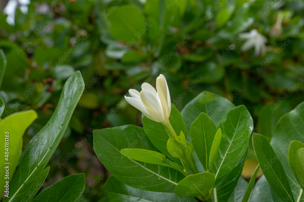 Gardenia taitensis, also called Tahitian gardenia or tiaré flower, is a species of plant in the family Rubiaceae. It is an evergreen tropical shrub. Honolulu Hawaii Gardenia taitensis, also called Tahitian gardenia or tiaré flower, is a species of plant in the family Rubiaceae. It is an evergreen tropical shrub. Honolulu Hawaii