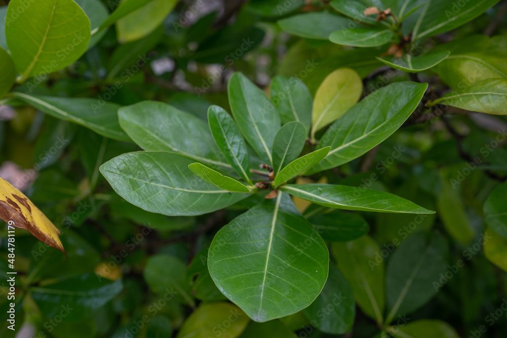 Gardenia taitensis, also called Tahitian gardenia or tiaré flower, is a species of plant in the family Rubiaceae. It is an evergreen tropical shrub that grows to 4 m (10 ft) tall and has glossy dark g Gardenia taitensis, also called Tahitian gardenia or tiaré flower, is a species of plant in the family Rubiaceae. It is an evergreen tropical shrub that grows to 4 m (10 ft) tall and has glossy dark g