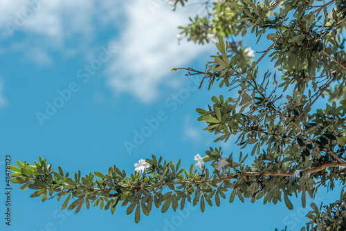 Tabebuia berteroi (Hispaniolan rosy trumpet tree) Tabebuia is a genus of flowering plants in the family Bignoniaceae. photo