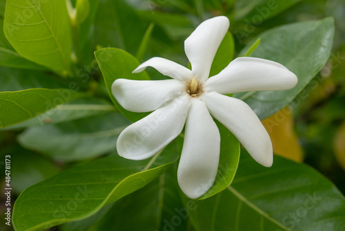 Gardenia taitensis, also called Tahitian gardenia or tiaré flower, is a species of plant in the family Rubiaceae. It is an evergreen tropical shrub that grows to 4 m (10 ft) tall and has glossy dark g