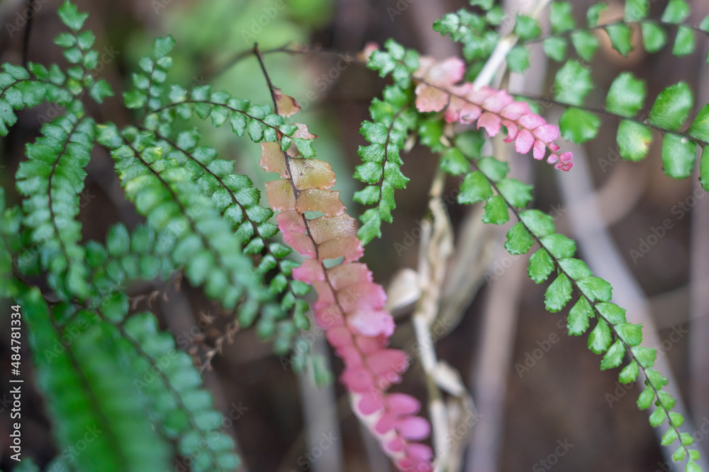 Adiantum hispidulum, commonly known as rough maidenhair fern or five-fingered jack, is a small fern in the family Pteridaceae of widespread distribution. It is found in Africa, Australia, Polynesia, M