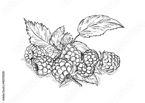 Hand drawn sketch black and white of raspberry branch, berry, leaf. Vector illustration. Elements in graphic style label, card, sticker, menu, package. Engraved style illustration.
