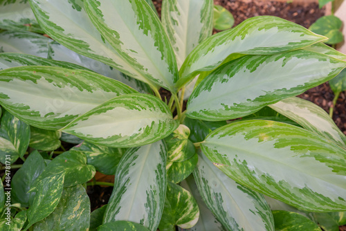 Aglaonema commutatum, the poison dart plant, is a species of flowering plant in the Chinese evergreen genus Aglaonema, family Araceae. It is native to the Philippines and northeastern Sulawesi, and ha photo