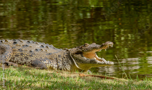 A crocodile displays its teeth while basking in the sun 