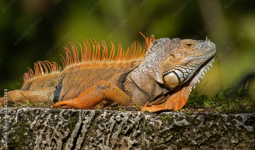Obraz premium Green Iguana laying on an oolite coral rock wall 